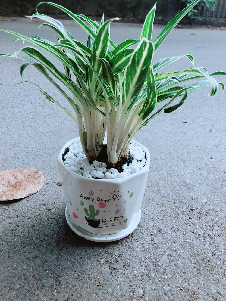 Chậu Cây Giữ Tiền