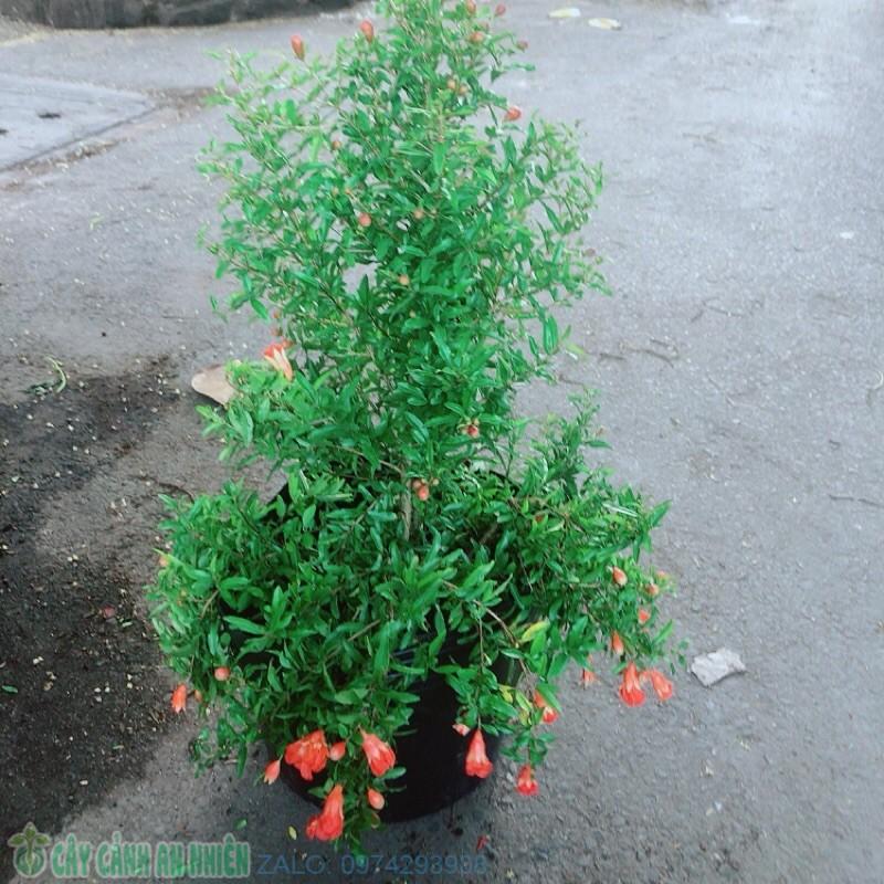 Cây Lựu Đang Ra Hoa