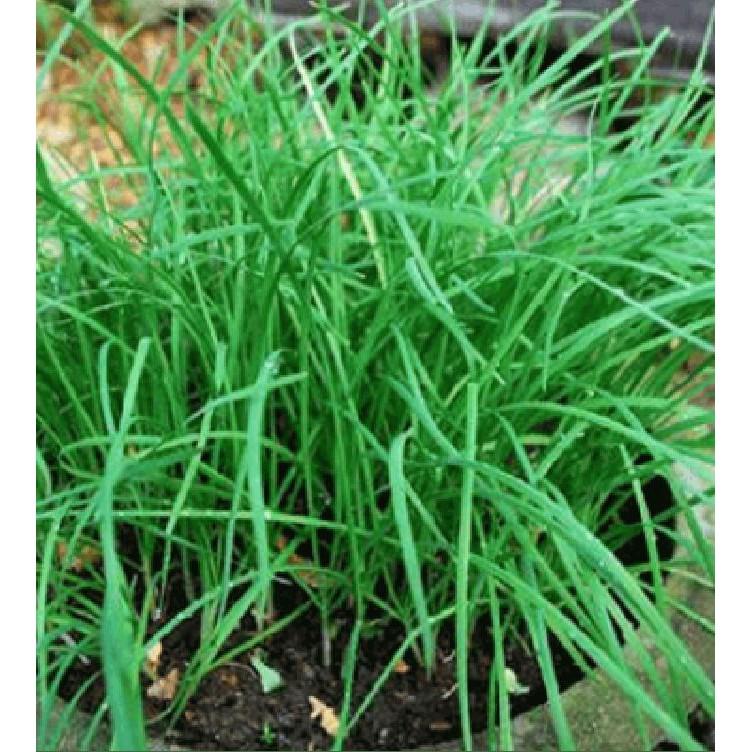 Hạt giống rau gia vị hẹ ta - 1 gói 5gr