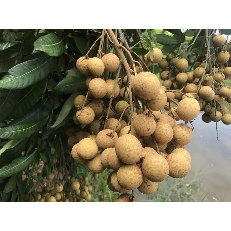 Cây giống Nhãn hạt lép, giống cây nhập khẩu thế hệ mới, quả to, mọng nước, cây giống khỏe, ít sâu bệnh