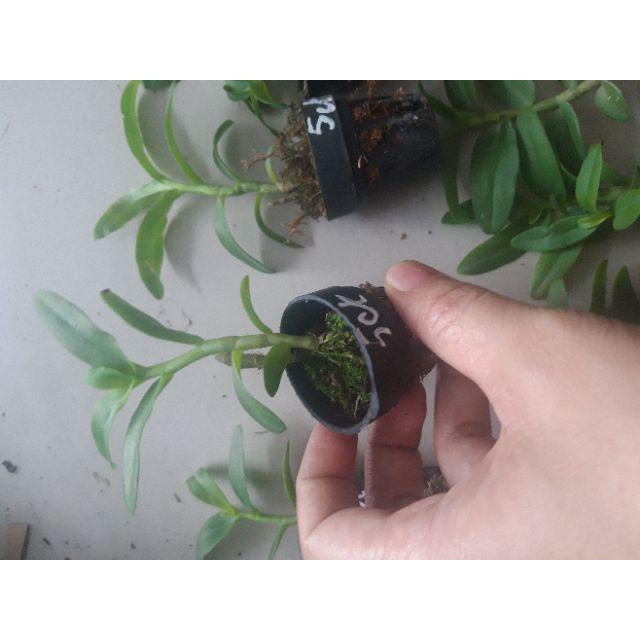Kie Phi điệp Phú Thọ gieo hạt hàng xổ số