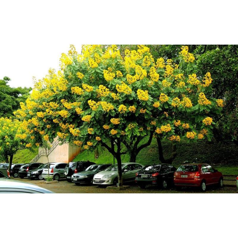 CÂY GIỐNG CÂY GIÁNG HƯƠNG CAO 1M NHƯ HÌNH ()