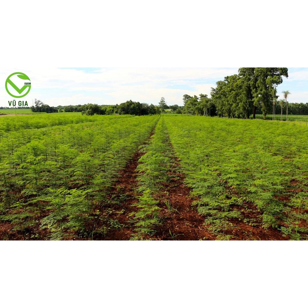 Bột Chùm Ngây Sấy Lạnh Nguyên Chất Vũ Gia