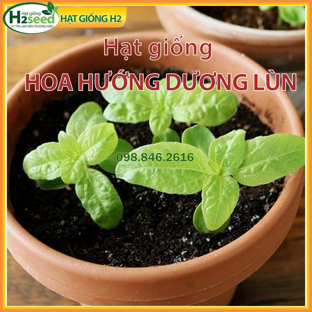 Gói 30 Hạt giống hoa hướng dương lùn hoa đơn F1 nở hoa đều