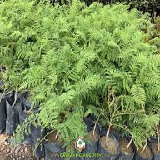 CÂY GIỐNG CÂY HOA PHƯỢNG ĐỎ