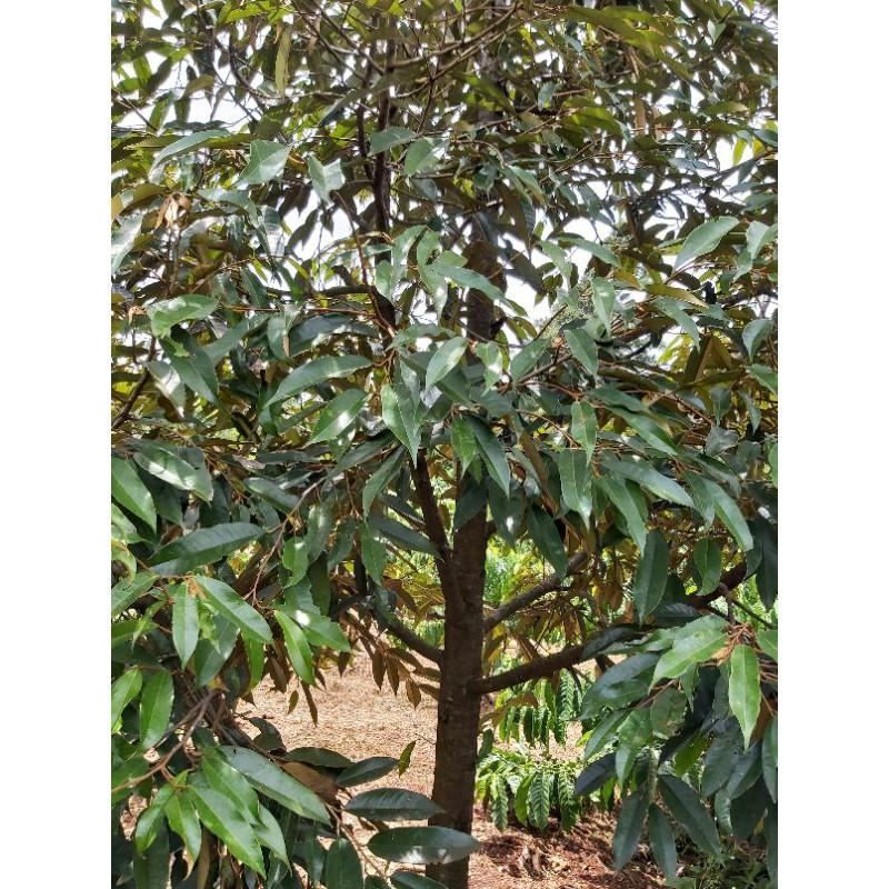 Cây giống sầu riêng thái