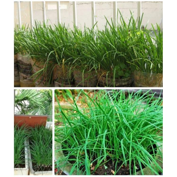 Hạt giống Rau Hẹ Ta Ăn Lá - 2gram/gói