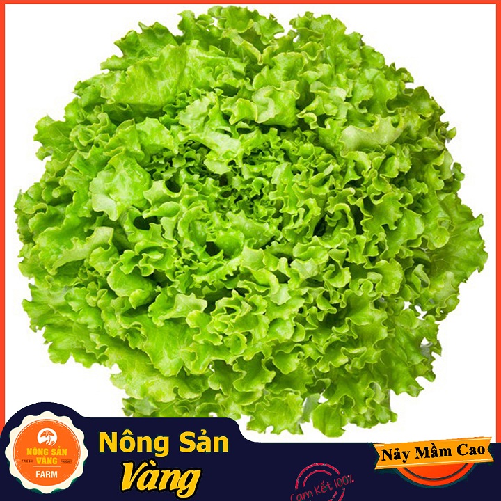 Hạt giống Xà Lách Xoăn Xanh ( Gói 5 Gram ) - Nông Sản Vàng