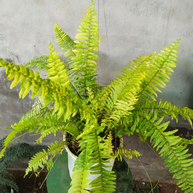Cây Dương xỉ vàng