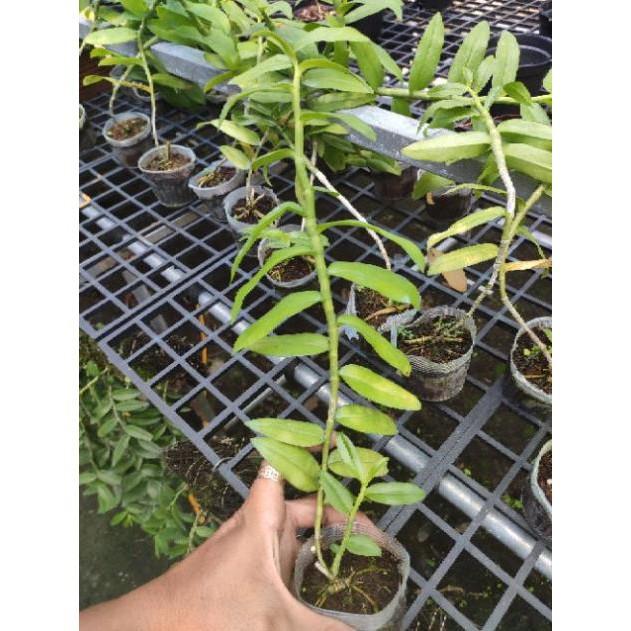 Hoa Lan Giả hạc 5ct Họng Hồng