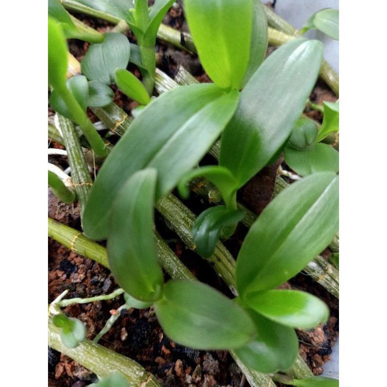 Kie 1 ki lan phi điệp rừng liên hệ ngay để xem video chi tiết