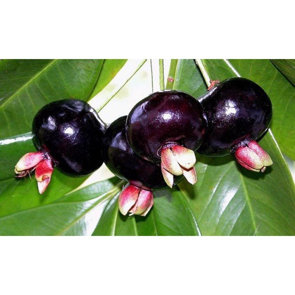 Cây Cherry Brazil Tứ Quý (Cherry nhiệt đới ra trái quanh năm) ( Bầu TO, cây khỏe, phát triển tốt). [ MỚI ] [GHN EXPrEsS]