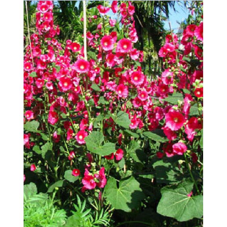 Hạt giống mãng đình hồng đơn mix 50hạt/gói