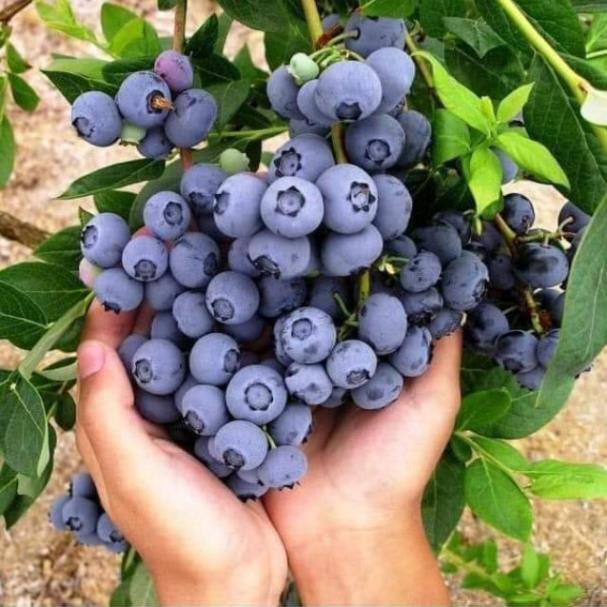 Sản phẩm CÂY GIỐNG VIỆT QUẤT