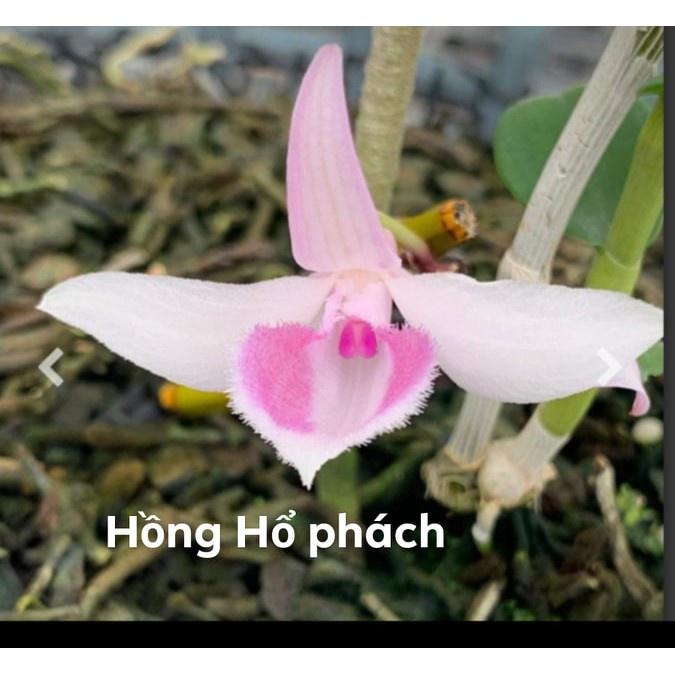 Cốc lan phi điệp đột biến 5 cánh HỒNG HỔ PHÁCH, hoa cực đẹp, cực hiếm, hàng gieo hạt, cây y hình