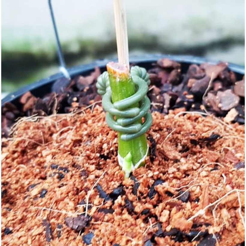 Bột Kích Rễ Israel - Dry Rooting Power Hormoril T3 dùng kích thích ra rễ nhanh, khỏe trong việc giâm chiết cành hay cây con họ thân mềm