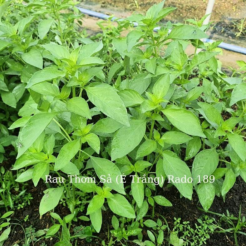 Hạt giống Lá É gói 5gr - Rất dễ trồng