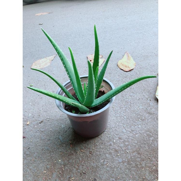 Nha Đam Giống Mỹ