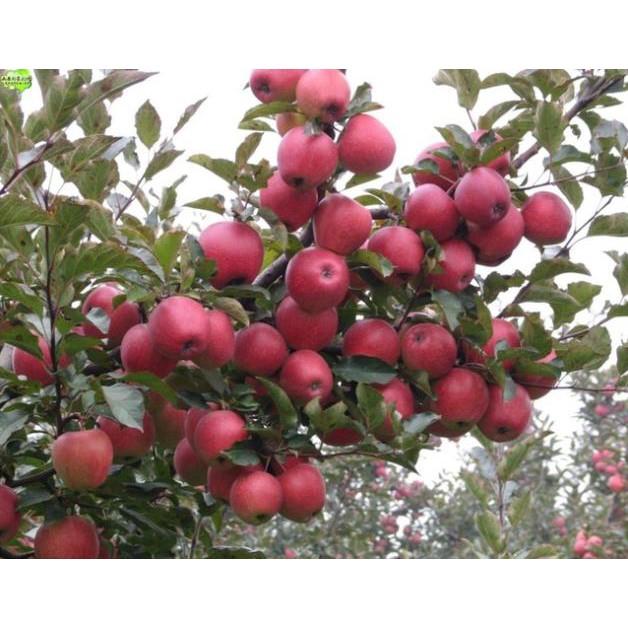 Cây táo nhập khẩu, Cây táo KIKU, cây giống nhập khẩu F1