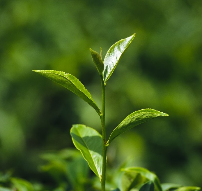 Trà olong Gyokuro 100g combo 2 hộp