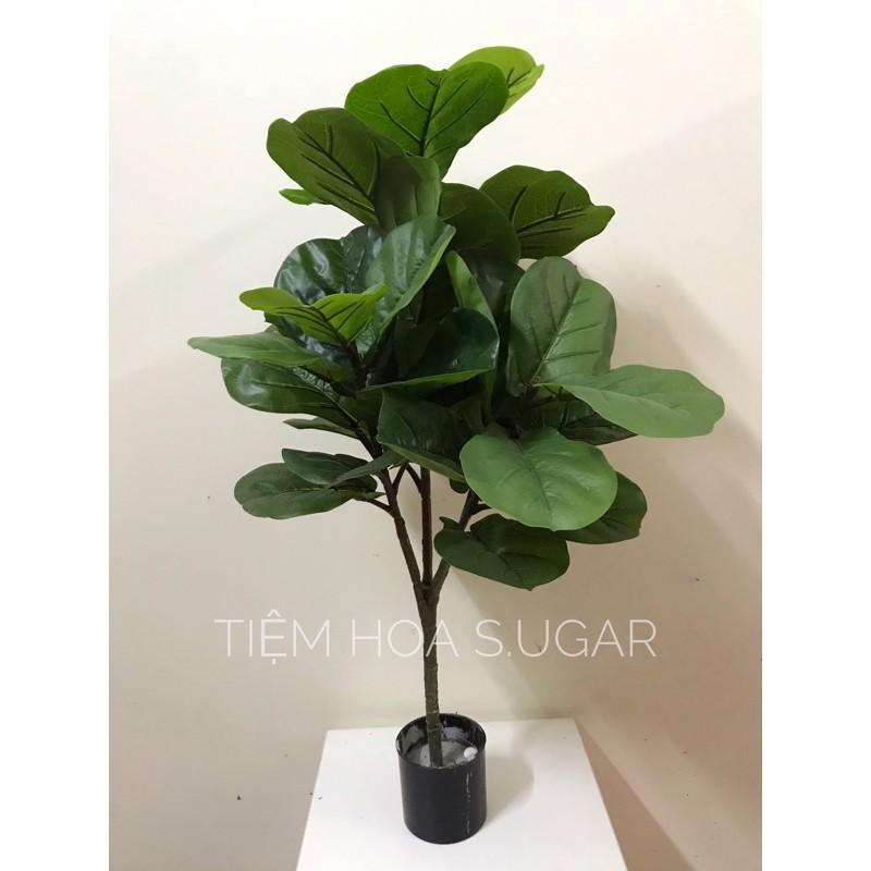 Cây bàng singapo giả cao cấp các kích cỡ