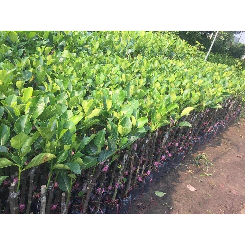 CÂY GIỐNG MÍT NGHỆ VIÊN LINH CAO SẢN..