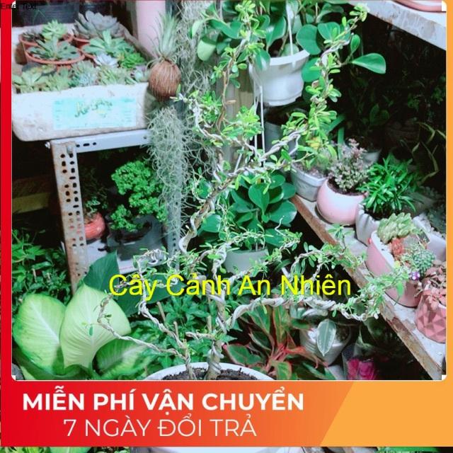 Chậu Cây Linh Sam