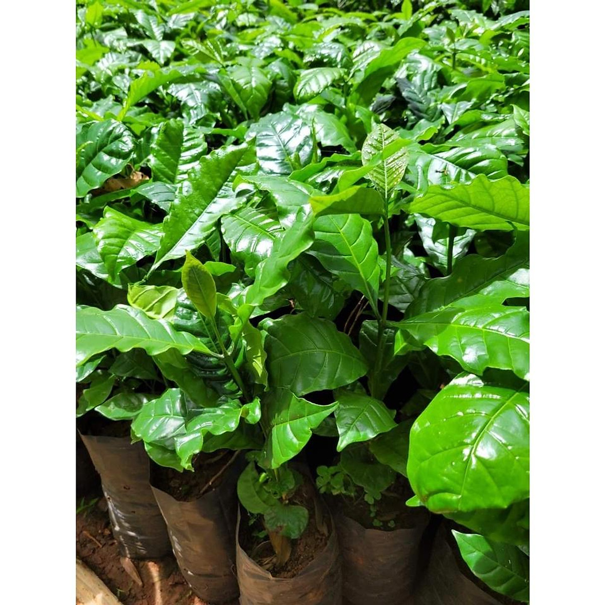 Cây Cà Phê ARABICA Giống Chuẩn