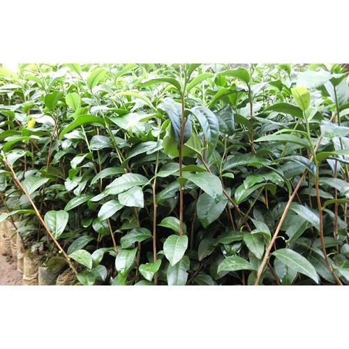 3 bầu cây giống cây trà  xanh