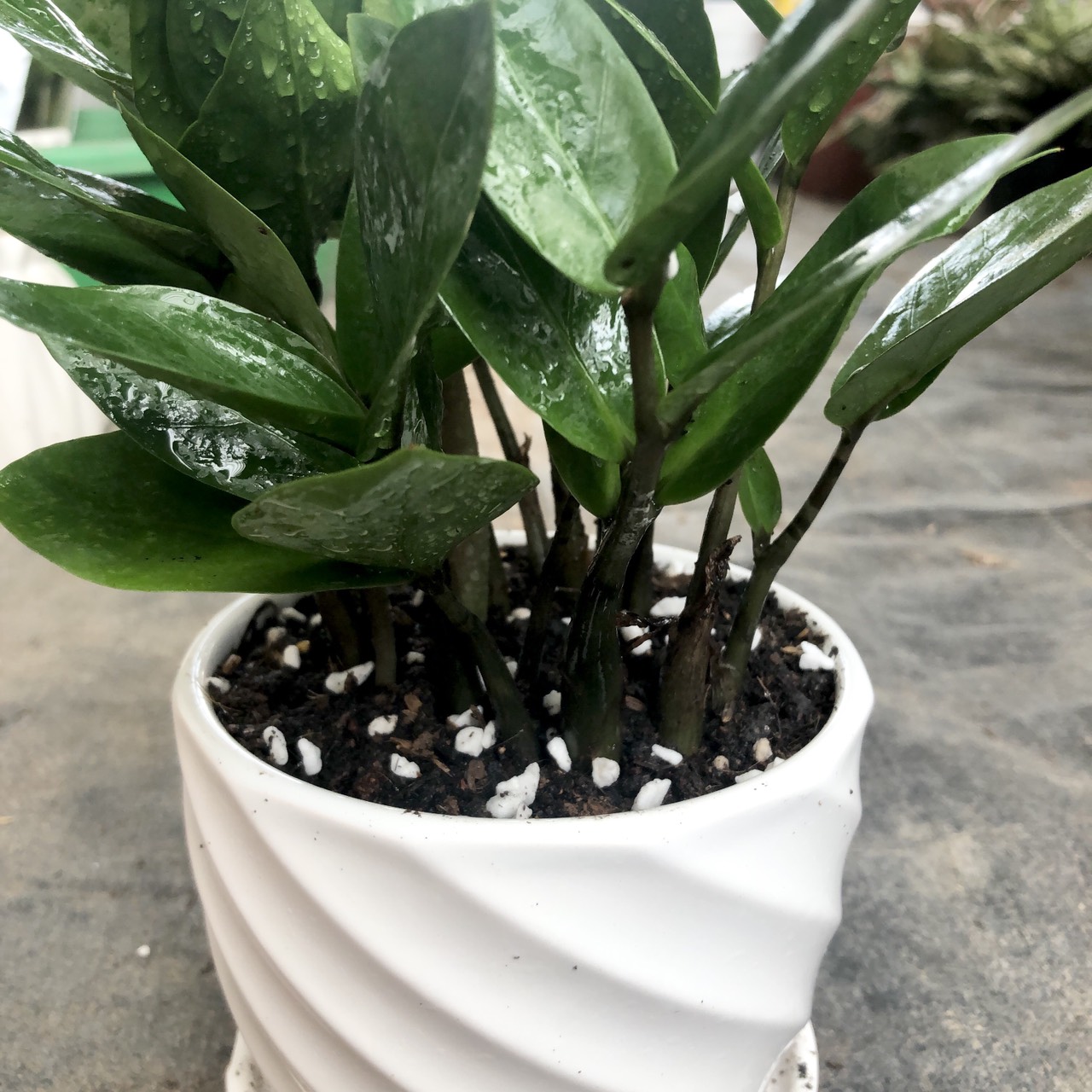 Đất sạch trồng cây cảnh để bàn, giàu dinh dưỡng, thoát nước tốt - Đất Trồng cây phong thủy: kim tiền, ngọc ngân, phú quý, lưỡi hỏ, trầu bà, lan ý, kim ngân, vạn lộc, hạnh phúc..