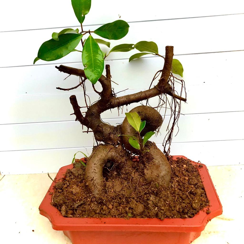 Cây si búp đỏ bonsai mini cao 30 cm