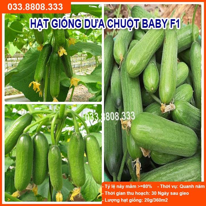 HẠT GIỐNG DƯA BABY CHÙM - Dưa Sai Quả Dễ Trồng