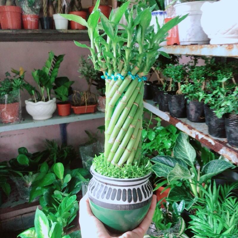 Chậu Trúc Phát Tài Xoắn