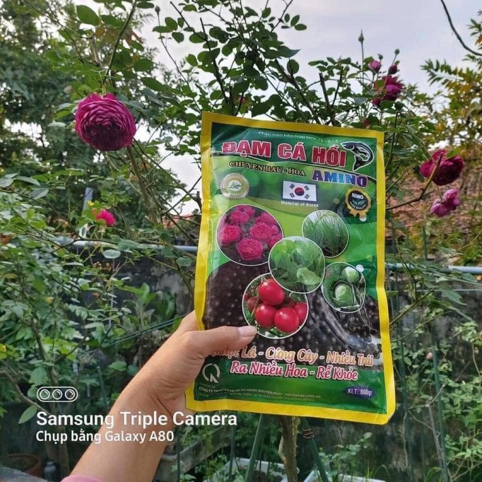 PHÂN BÓN HỮU CƠ ĐẠM CÁ HỒI CHUYÊN CHO RAU VÀ HOA.SIÊU MẬP CÀNH, ĐÂM CHỒI, KÍCH RA RỄ GÓI 800GR