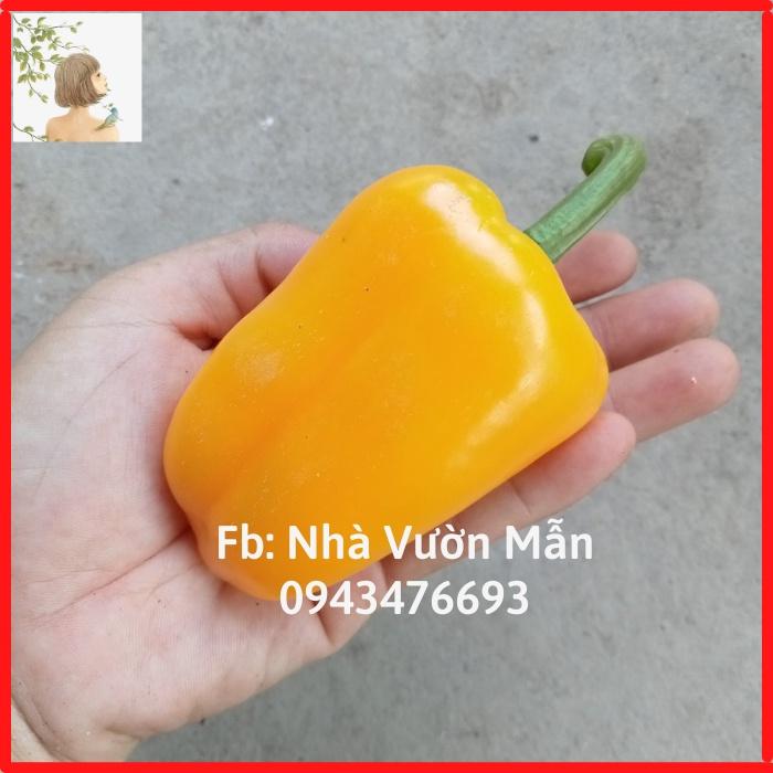 Hạt Giống Ớt chuông Baby Yellow