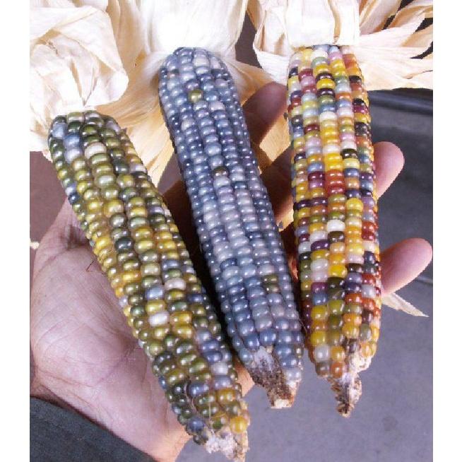 Hạt Giống Ngô nhiều gói 30 hạt-tặng kèm gói phân bón lót