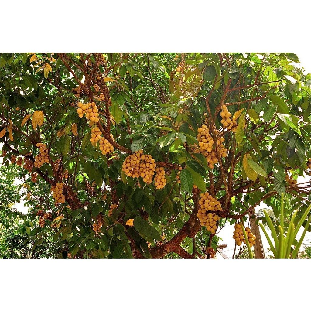 Cây giống Bòn Bon Vàng Thái Lan, cây giống khỏe năng suất cao, nhanh cho quả, có giá trị về kinh tế