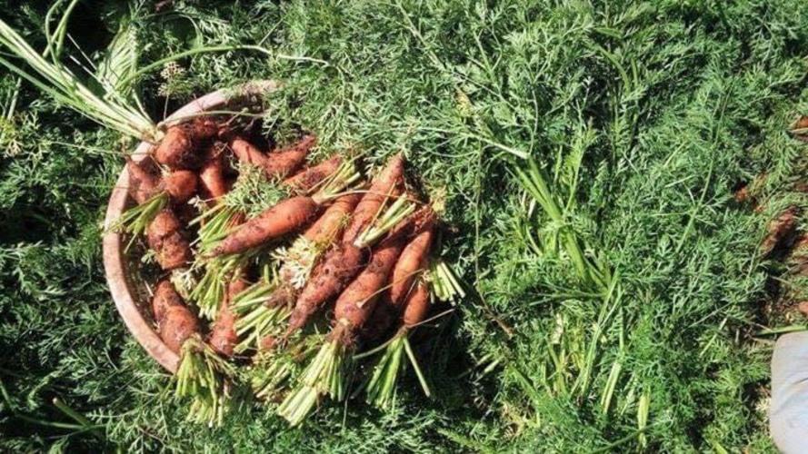 Cà Rốt Đà Lạt - 1kg