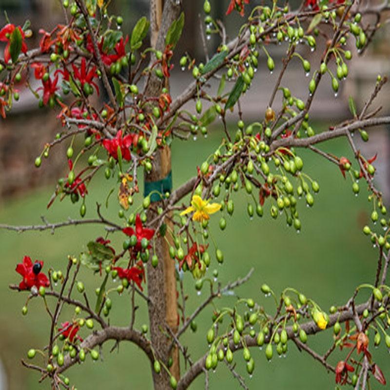 Cây Mai Tứ Quý - cây mai vàng + tặng phân bón cho cây