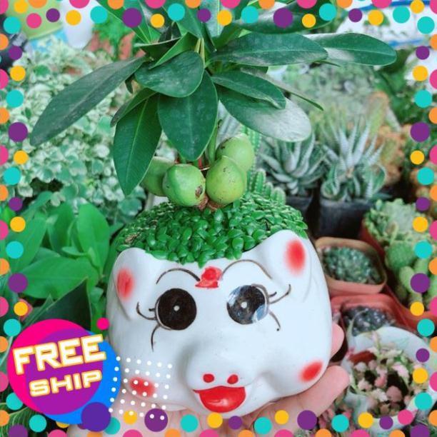 Chậu Cây May Mắn