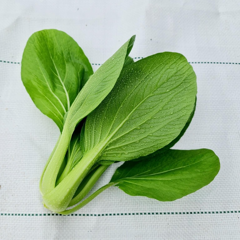Hạt Giống Rau Cải Thìa MOJITO - Giống Nhật Bản Chất Lượng Cao F1 - Nảy Mầm Cao