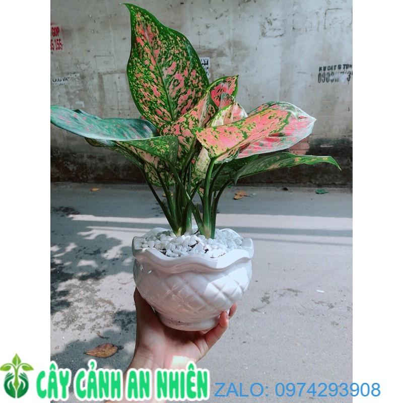 Chậu Cây Vạn Lộc