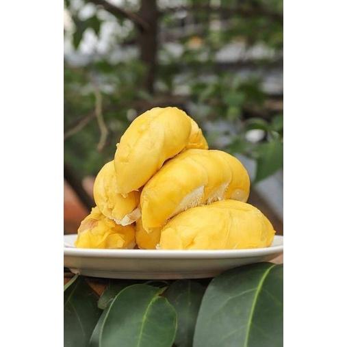 CÂY GIỐNG SẦU RIÊNG RI6 CHO TRÁI SỚM