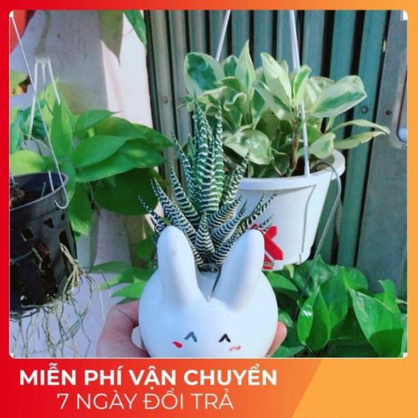 Chậu Móng Rồng Thỏ Trắng
