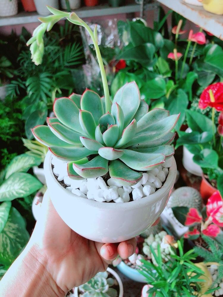 Chậu Sen Đá Viền Hồng