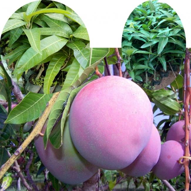 CÂY GIỐNG XOÀI TÍM
