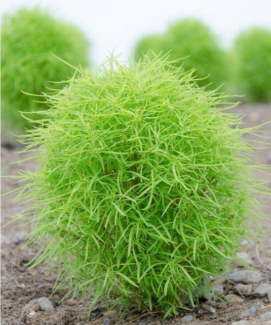 HG10 Hạt Giống Cỏ Đổi Màu - 50 hạt
