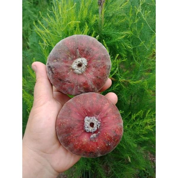 Giống Sung Vả Siêu Mật Cây Đẹp có bảo hành