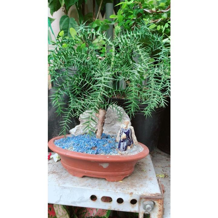 Chậu Cây Tùng Bồng Lai Bonsai