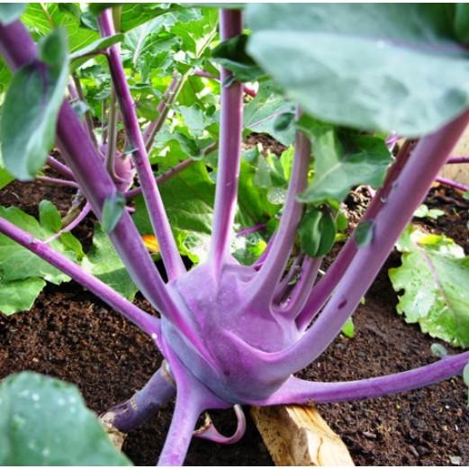 0.5gr hạt su hào tím